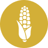 Corn (ZC)